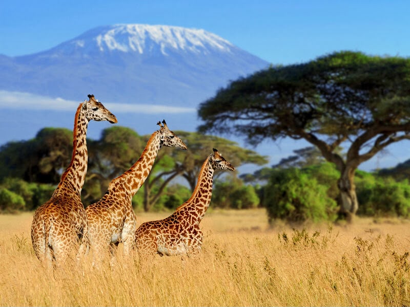 África — experiência selecionada pela NCW Turismo